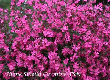 Silene pendula Sibella Carmine FSN -smll